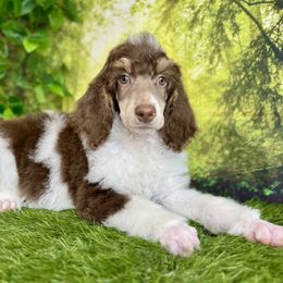 Magic - Phantom male Poodle puppy in Middlebourne, West Virginia from El Silencio Standard Poodles