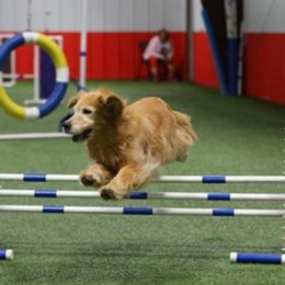 Golden Retrievers from Sharon Mudgett's Golden Retrievers