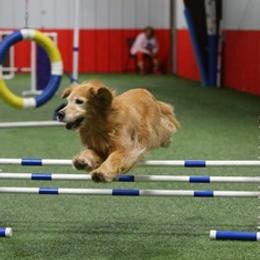 Golden Retrievers from Sharon Mudgett's Golden Retrievers