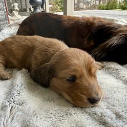 Flynn Rider - Sable male Dachshund puppy in Johnstown, Pennsylvania from Boyer’s Dachshunds