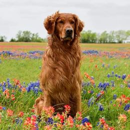 German Shorthaired Pointers and Golden Retrievers from Monticello Kennels