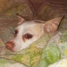 Chihuahuas from Mary Beckett's Chihuahuas