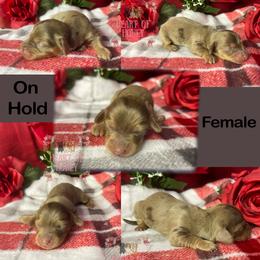 Eleven (Ellie) - Dapple female Dachshund puppy in Cascade, Virginia from Heart of Honey Miniature Dachshunds