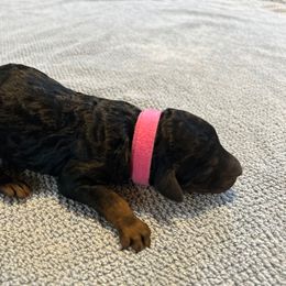 Girl 2 - female Poodle puppy in St. Johnsbury, Vermont from Poodles of the Northern Woods