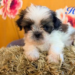 Hitch - Black gold and white male Shih Tzu puppy in Hemet, California from Aloha Shih Tzu