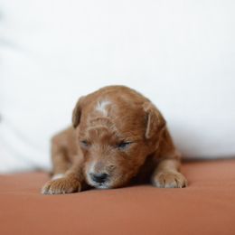 Goldendoodle Puppies from Maggies Doodles (maggiesdoodlesaz.com)