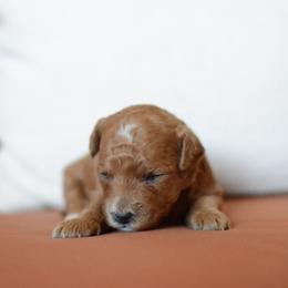 Goldendoodle Puppies from Maggies Doodles (maggiesdoodlesaz.com)