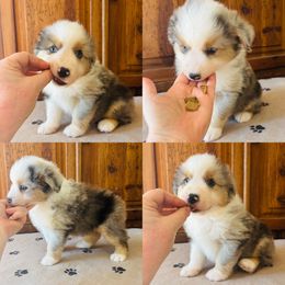 Indigo - Blue merle male Miniature American Shepherd puppy in Spanaway, Washington from Meadow Run Mini American Shepherds