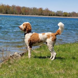 Milo - Goldendoodle