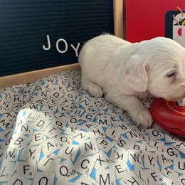Cockapoo Puppies from Country J Canines