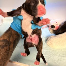 Bolt - Brindle male Boxer puppy in Oak Lawn, Illinois from Pawfect Pets