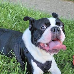 Boston Terriers from Thee Puppy Lady🐾