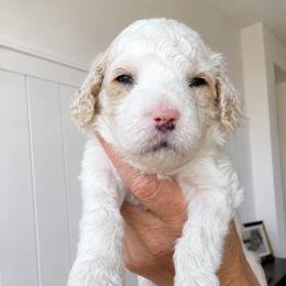 Rusty - Parti male Goldendoodle puppy in Gilbert, Arizona from Doodle Bliss