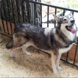 Trinity - Native American Indian Dog