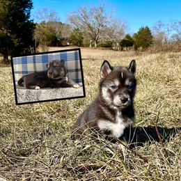 Basilisk - Black tan and white Siberian Husky puppy in Delta, Alabama from Gathering Rock Siberian Huskies