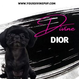 Dior - Shih Tzu