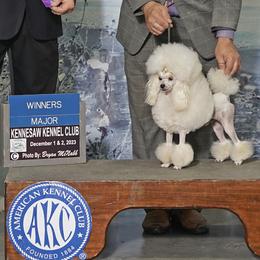 Alex - Poodle