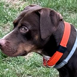 Dante - Catahoula Leopard Dog