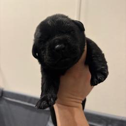 Green - Black male Labrador Retriever puppy in Menifee, California from The Golden Leash Kennels