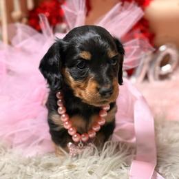 Eve 3,000 - Black and tan female Dachshund puppy in Mayville, Michigan from Teenie Little Hearts