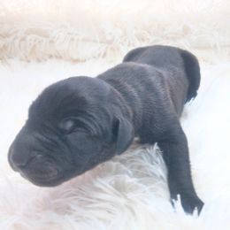 Baelah - Black female Great Dane puppy in Colorado Springs, Colorado from Pilot Danes