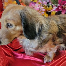 Precious - Dachshund