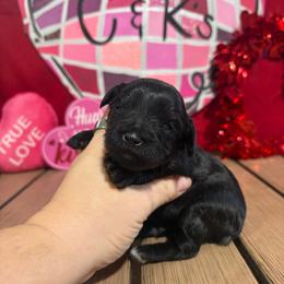 Rocco - Black male Miniature Schnauzer puppy in Lufkin, Texas from C&K’s Schnauzer House