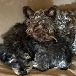 Miniature Schnauzers from Poole Schnauzers