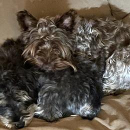 Miniature Schnauzers from Poole Schnauzers