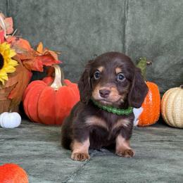 Tucker - Chocolate and tan male Dachshund puppy in Lincoln, Arkansas from Red Dirt Dachshunds