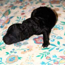 Master Winston - Black male Goldendoodle puppy in Huntingdon, Tennessee from McCaslin's Doddles