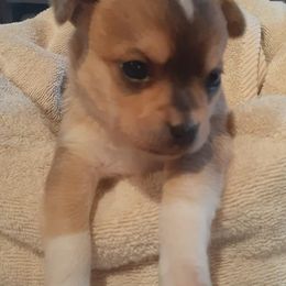 Chihuahuas and Yorkipoos from Charming Chihuahuas of Florida