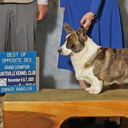 Cardigan Welsh Corgis from Mountain Paws Cardigan Welsh Corgis