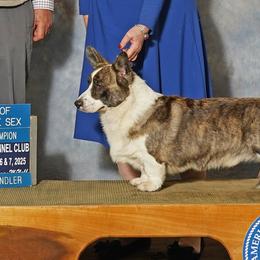Cardigan Welsh Corgis from Mountain Paws Cardigan Welsh Corgis