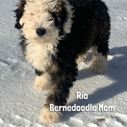 Rio - Bernedoodle