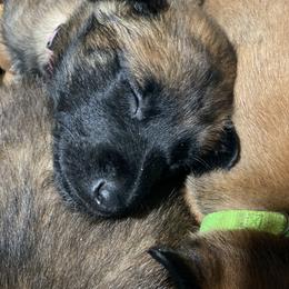 Belgian Malinois and German Shepherd Puppies from Madhouse’s Belgian Malinois and German Shepherds