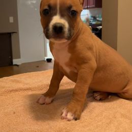 Boy 6 - Fawn sable American Staffordshire Terrier puppy in Byron, Georgia from Lelani