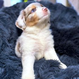 Diamond - Red merle female Miniature Australian Shepherd puppy in Dallas, Waco, And Tyler, Texas from Beulah Aussie Farms Texas