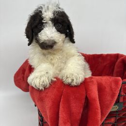 Comet - Chocolate male Cavapoo puppy in Austin, Texas from Doodles of Central Texas