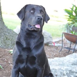 Labrador Retrievers from Kinze's Kennel