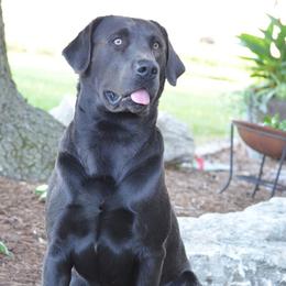 Labrador Retrievers from Kinze's Kennel