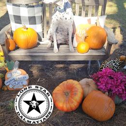 Dalmatian Puppies from Lone Star Dalmatians