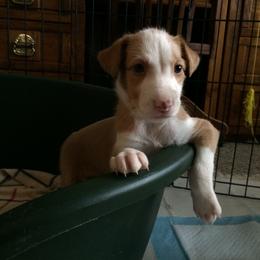 Ibizan Hound Puppies from L-Wynd / DavaL-Wynd Ibizans