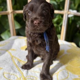 Achilles - Chocolate male Australian Labradoodle puppy in Sacramento, California from Little Farmstead Labradoodles