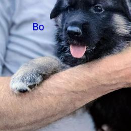 Bo - Black and red male German Shepherd puppy in Noel, Missouri from Wondar Shepherds