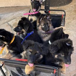 German Shepherd Puppies from Brooks High Quality Breeders