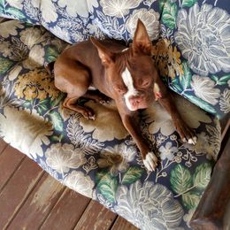 Boston Terrier Puppies from J & T Bostons