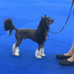 Voodoo - Chinese Crested