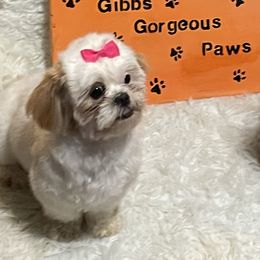 Megan - Shih Tzu
