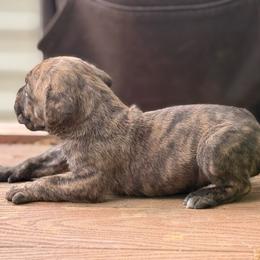 Cherry pie - Chestnut brindle female Cane Corso puppy in Ranger, Texas from Luna Rossa Cane Corso